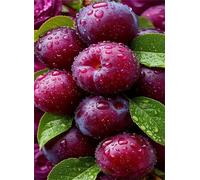 Puzzle 500 Piezas Fruta Morada, 52x38 cm, Juego Educativo, Reto Creativo, Rompecabezas Imposible, Puzzles 500 Piezas Adultos