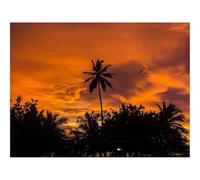 Puzzle 500 Piezas para Adultos y Niños Mayores - -Estanque,Vegetación,Hojas,Jugoso,Verdes,Flora 52x38cm