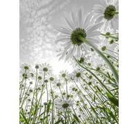 Puzzle 5000 Piezas Plantas de Margaritas Blancas | Puzzles Adultos | para Toda La Familia |156x105 cm | Entretenimiento Creativo Rompecabezas Adultos Regalo