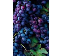 Puzzle 70 Piezas Adultos Uvas Fruta 20x15 cm, Juego Educativo, Ejercita Paciencia y Concentración, Puzzles 70 Piezas