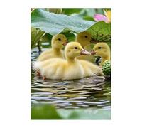 Puzzle 700 Piezas Adultos Pato Animal, Rompecabezas Imposable Entretenimiento Creativo Diversión, Puzzles Adultos 700 Piezas 52 x 38 cm