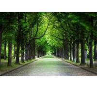 Puzzle 700 Piezas Camino Árboles Entretenimiento Creativo Juguete desafío y Juego Educativo Rompecabezas para Adultos 52 x 38 cm Puzzles 700 Piezas Adultos