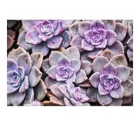 Puzzle Adulto de 100 (45,5 x 35,5 cm) piezas, Planta grasa Graptopetalum paraguayense cubierta de gotitas de agua, juego relajante para adultos, juguete educativo
