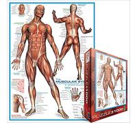 Puzzle de 1000 Piezas Sistema Muscular Eurographics 680mm x 490mm (pz)