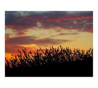 Puzzle de 1500 Piezas, Juego de Habilidad para Toda la Familia-Atardecer,Lavanda,Campo 87x57cm