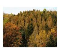 Puzzle de 1500 Piezas Juguete Desafío y Juego Educativo -bosques,otoño,árboles 87x57cm