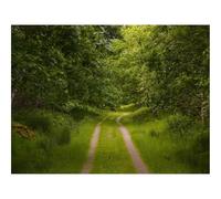 Puzzle de 500 Piezas para Adultos -bosques,árboles,Camino 52x38cm