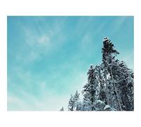 Puzzle de 500 Piezas para Adultos -bosques,árboles,nevados 52x38cm