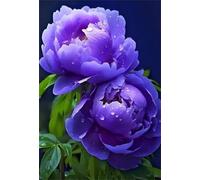 Puzzle de 70 Piezas Peonía Morada 20x15 cm, Reto Creativo, Juguete desafío y Juego Educativo, Divertido Juego Familiar Rompecabezas para Adultos 70 Piezas