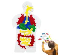 Puzzle Modelo Del Cuerpo Humano Juguete Científico Y Educativo