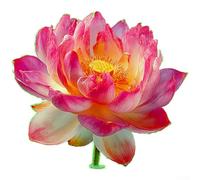 PVC brilla en la oscuridad flor de loto adhesivo de pared para espejo de baño azulejo vidrio suave decoración hogar diseño interior acento (B verde)