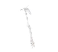 PVC de calidad, miembro izquierdo y derecho, escápula, clavícula, modelo de hueso del brazo para enseñanza clínica y estudio de anatomía, hueso humano