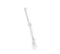 PVC de calidad, miembro izquierdo y derecho, escápula, clavícula, modelo de hueso del brazo para enseñanza clínica y estudio de anatomía, hueso humano