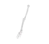 PVC de calidad, miembro izquierdo y derecho, escápula, clavícula, modelo de hueso del brazo para enseñanza clínica y estudio de anatomía, hueso humano
