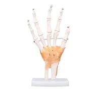 Pvc de tamaño natural modelo esqueleto de mano humana en la base con articulaciones para aprender a enseñar