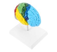 Pvc Modelo Anatómico del Cerebro Humano 1: 1 para Estudio Médico