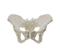 Pvczool Modelo de pelvis femenina de tamaño natural, modelo de cadera - modelo de anatomía femenina, modelo de pelvis de hueso de cadera modelo anatómico femenino