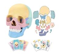 Pyatofly Modelo de CráNeo de AnatomíA, Rompecabezas de CráNeo de AnatomíA, Mini Modelo de CráNeo Humano Desmontable, EnseñAnza ClíNica