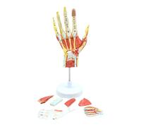 Pyatofy Modelo Anatómico de Esqueleto de Mano con Músculos, Ligamentos, Nervios y Vasos Sanguíneos, Material Didáctico para los Músculos Óseos de la Mano