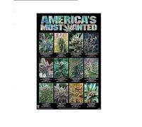 America's Most Wanted Póster marihuana variedades