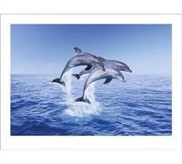 Pyramid International Dolphin Trio - Impresión artística, Papel Multicolor, 40 x 50 x 1,3 cm