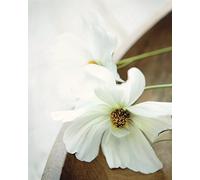 Pyramid International Ian Winstanley White Still Life II - Lienzo Impreso, Multicolor, 40 x 50 cm