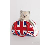 Pyramid International Póster de Gato Union Jack, Madera, Multicolor, 91.5 x 61 x 0.03 cm