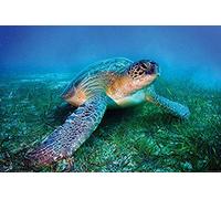 Pyramid International Póster de Tortuga Marina de Loggerhead, plástico, Cristal, Multicolor, 61 x 91,5 x 1,3 cm