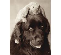 Pyramid International Rachael Hale (Henry and Bradley) - Lienzo Decorativo (30 x 40 cm, Madera, Multicolor, 30 x 40 x 1,3 cm