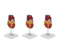 Pyugxab 3X Modelo de Corazón Humano 1: 1, Modelo de Corazón Anatómicamente Preciso Anatomía Esqueleto Humano de Tamaño Natural para la Estudio Exhibición Aenseñanza Modelo