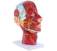 Qbkohphifm Modelo de Enseñanza del Plano Medio Sagital de la Cabeza Glándula Parótida Columna Cervical Modelo de Otorrinolaringología de Anatomía de Cabeza y Cuello