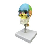Qectial Modelo de Cráneo Modelo de Esqueleto Resistente Pintado para El Curso de Estudios de Medicina