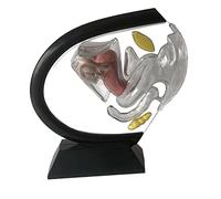 Qectial Modelo Uterino Sección Humano Ovarios Estructura Anatomía Material Plástico Montaje Manual Adecuado para Enseñanza en de Biología