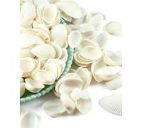 QEDBOJE 120 Conchas Marinas Blancas Pequeñas Naturales, Cribadas y Pre-limpiadas para Transformar Ambientes en Decoración Costera Instantánea