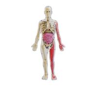 Qerwsdty Ensamblaje de Bricolaje de un Modelo de Esqueleto de Órgano Humano Noctilucente para la Enseñanza de Biología en la Primera Infancia, Primaria y Secundaria