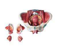 Qerwsdty Modelo de Anatomía de Pelvis Femenina Desmontado, Pelvis Femenina de PVC con Músculo del Suelo, Modelo de Nervios, Suministros de Laboratorio, Pelvis Uterina