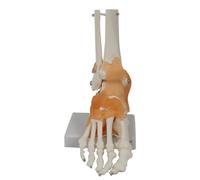 Qerwsdty Modelo de ArticulacióN del Pie con Ligamentos, Modelo de AnatomíA, TamañO Natural, Equipo -EnseñAnza