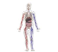 Qianly Figura Anatómica Transparente Desmontable Modelo Corporal Humano Aprendizaje Práctico Modelo Esqueleto Visible para Estudiantes, Modelo De Cuerpo Humano con Vasos Sanguíneos