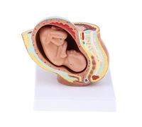 Qianly Laboratorio/Modelo a de Pelvis Humana Y de para El Desarrollo Fetal