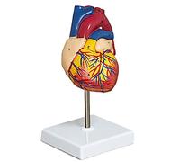 Qiaohome Modelo de CorazóN, Modelo de CorazóN Humano de TamañO Real de Lujo en 2 Partes AnatomíA con 34 Estructuras AnatóMicas, CorazóN AnatóMico