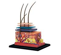 Qiaohome Modelo de Piel 4D óRganos de Cabello Modelo de Rompecabezas de Ensamblaje Modelo de EnseñAnza Maniquí Modelo AnatóMico de