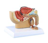 Qiaohome Vejiga de PróStata Testicular de SeccióN Sagital PéLvica Masculina 1:2 Modelo de Urinario Rectal