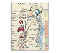 QMIQXIWS Knowledge Poster: Autonomic Nervous System and Spinal Anatomy for Home and Office(Unframed,08x12inch(20x30cm))