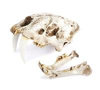 QOKLIYUI Cráneo de resina Decor Smilodon Saber Tooth Tiger Home Bar Desk