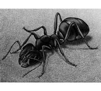 QSDTGHUIKP M.C. Escher《Ant 》Póster Surrealismo Pintura sobre lienzo Pop Animal Arte mural de M.C. Escher para decoración mural de salón 40x60cm Sin marco