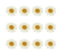 QUARKZMAN 12 Piezas De Flores Secas Prensadas 1-1.2" Flores De Crisantemo Coloridas A Granel para Arte En Uñas Resina Joyería Velas Tarjetas Scrapbook Decoración De Fundas De Teléfono Blanco