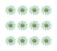 QUARKZMAN 12 Piezas De Flores Secas Prensadas 1-1.2" Flores De Crisantemo Coloridas A Granel para Arte En Uñas Resina Joyería Velas Tarjetas Decoración De Fundas De Teléfono Azul Verde