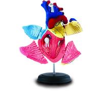 Quay Puzle en 4D: anatomía del corazón