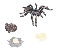 Qudinip Modelo de Ciclo de Crecimiento de Araña Realista, Juguetes Educativos para el Ciclo de Vida de los Insectos, Comprensión de Las Etapas de la Vida de los Niños, Conjunto de Modelos de