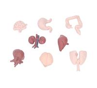Qudinip Modelo de órgano Humano, Herramienta Educativa de Simulación de Anatomía Corporal con Cerebro, Corazón, Pulmones, Hígado, Estómago, Riñones, para Enseñar Investigación Pro